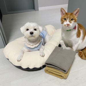 [겨울용]강아지용 바디필로우 개필로우 애견방석 강아지쿠션 쫀득이 S 커버