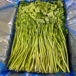 대용량 미나리1박스 4kg 돌 건강 나물 제철 뿌리야채 다이어트 채소