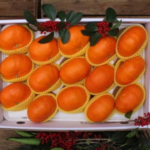 제주 레드향 3kg 5kg 로얄과 가정용 선물세트 설 설날 명절선물