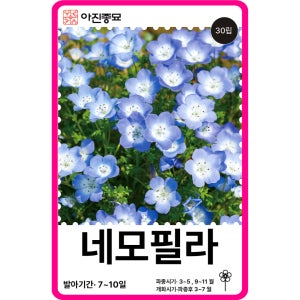 네모필라 씨앗 30립 / 꽃씨 몰 종자 노지월동 야생화 풀꽃