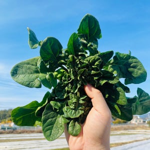 직접생산 재배 달달한 단맛 1차손질 제철 남해 노지 섬초 시금치 1kg 해풍 비금도 도초도