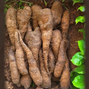 햇마 안동참마 안동마 산마 장마 생마 산약마을 2kg 5kg 마효능