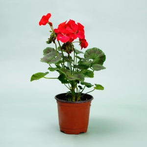 데팡스 제라늄(랜덤발송) 실내공기정화식물 반려 희귀 집에서키우기쉬운 식물 포트 화분