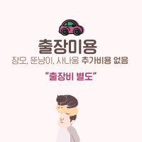 고양이 출장미용 1인교감미용