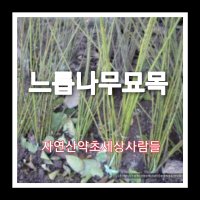 #느릅나무묘목 실생1년 90주