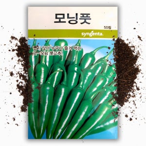 모닝 고추씨앗(50립) 오이맛 아삭이고추 종자 씨