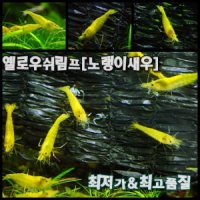 노랭이 새우 4마리 / 10마리