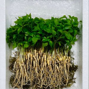 샐러드용 한잎 새싹삼 100뿌리