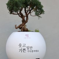 일산화분 배달 개업화분 축하화분 특허등록 감동 메세지 채움