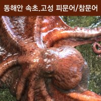 피문어 8Kg 제수용문어 자숙문어숙회 이바지 참문어 속초/고성 대왕문어