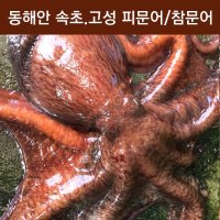 피문어 9Kg 제수용문어 자숙문어숙회 이바지 참문어 속초/고성 대왕문어