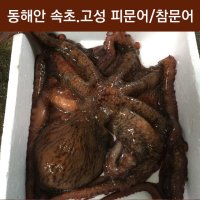 피문어 12Kg 제수용문어 자숙문어숙회 이바지 참문어 속초/고성 대왕문어