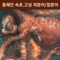 피문어 13Kg 제수용문어 자숙문어숙회 이바지 참문어 속초/고성 대왕문어