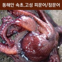 피문어 15Kg 제수용문어 자숙문어숙회 이바지 참문어 속초/고성 대왕문어