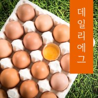 신선한 무항생제 계란 특란 20구 40구 15구 30구