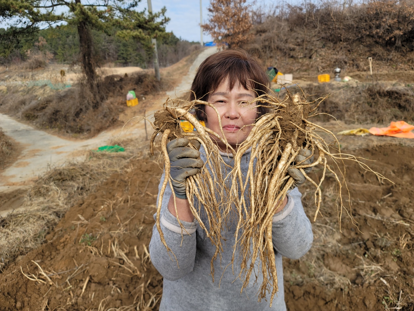 국산 약<b>도라지</b> 나물 정과용 생<b>도라지</b> 3년근<b>도라지</b>1kg