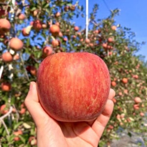 경북 못난이 세척 사과 2kg 3kg 5kg 꿀 부사 껍질째먹는