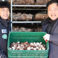 이동삼부자 생표고버섯 말린 마른 건 참나무 표고버섯