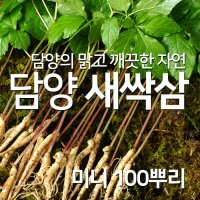 담양 채식 웰빙 식단 쌈채소 새싹삼 미니 100뿌리