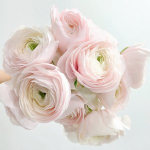 [꽃님이] 라넌큘러스 5송이 10송이 생화 꽃 정기구독 꽃배송 꽃배달