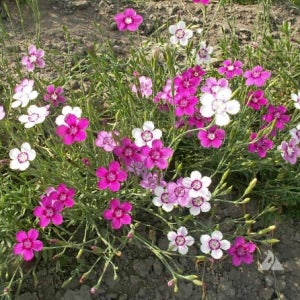 패랭이꽃 씨앗 당년 개화종 아름다움과 기능성을 모두 갖춘 야생화 대포장 1리터