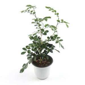 갑조네 오렌지 자스민 중품 쟈스민 공기정화식물 플랜테리어 음지 거실 그늘 반려 실내공기정화