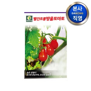 빨간조롱 방울 토마토 씨앗 1000립 빨강 씨 종자 텃밭 채소 키우기 재배