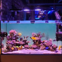 어항백스크린 수조 수족관 LED 색상변환 백라이트 산호 조명