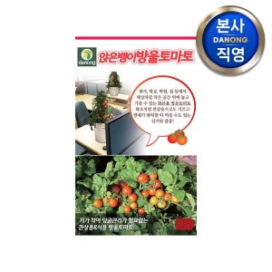 앉은뱅이 방울 토마토 씨앗 1만립 실내 화분 씨 종자 빨간 채소 키우기 재배