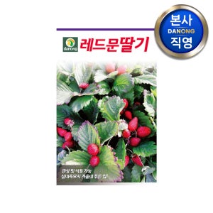 레드문 딸기 씨앗 100립 야채 채소 텃밭 파종 재배 주말 농장 씨 종자