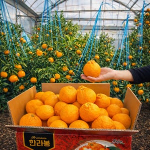 고당도 제주 노지 한라봉 5~10KG 소중대과