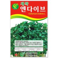 청농 새싹 엔다이브 씨앗 15g