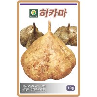 히카마씨앗 10g 멕시코감자 얌빈 곡물종자 히카마씨