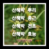 산해박 모종 종근 10주