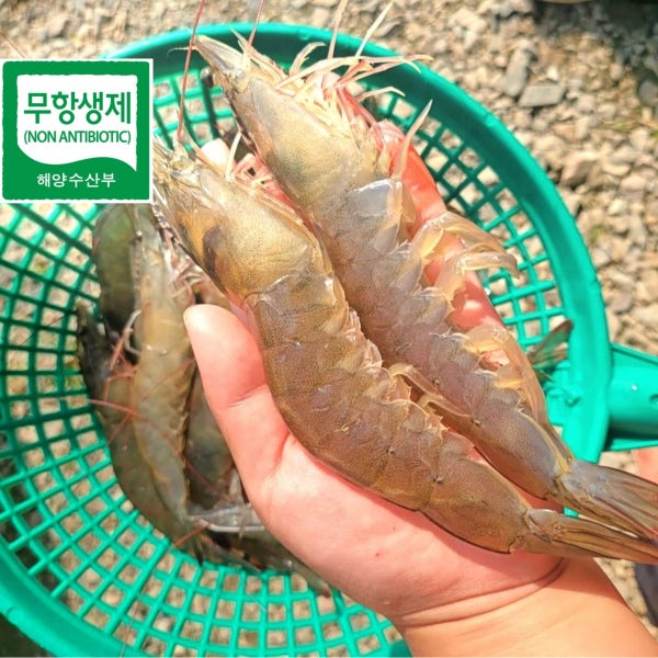 생새우 활새우 왕새우 생새우회 새우회 이유식 생새우살 흰다리새우 1kg 무항생제