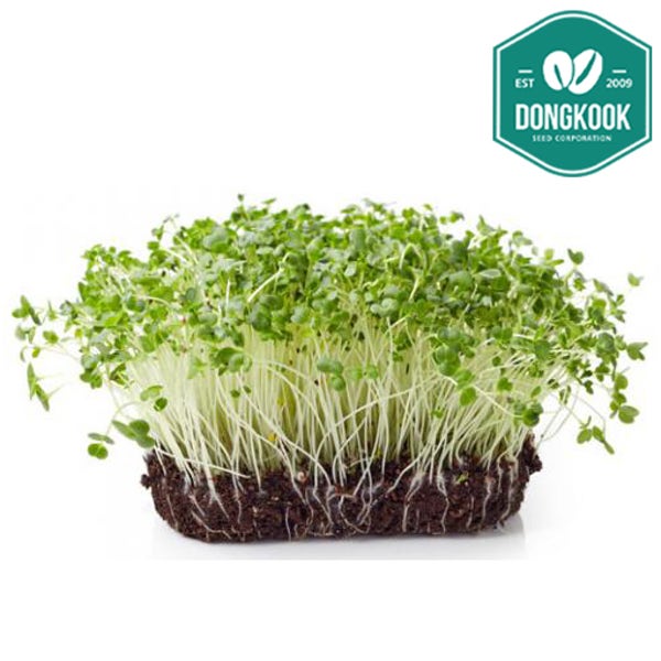 동국종묘 Dongkook 동국종묘 브로콜리 씨앗 500g, 1kg 새싹채소 어린잎 종자