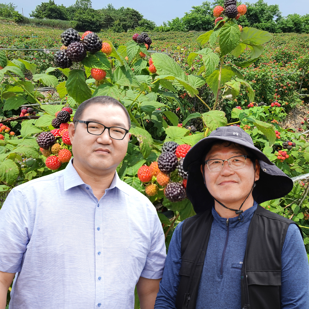 25년 햇 고창산 토종<b>복분자</b> 5KG 10KG첫밭 첫물 생과 원과 열매 6월 10일이후 급냉 순차발송