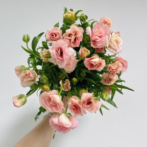 [꽃님이] 버터플라이 라넌큘러스 반단 한단 생화 꽃 정기구독 꽃배송 꽃배달