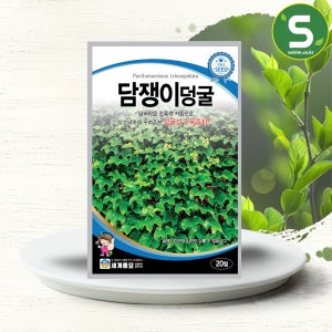 담쟁이덩굴나무씨앗 20립 덩굴성 나무 씨앗 종자 수목