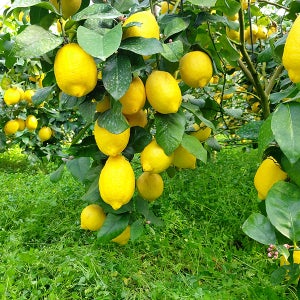 제주 농협 제주레몬 상큼한 레몬 가정용 2.5kg 하나로마트 산지직송