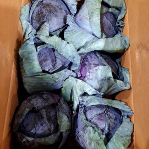 적채 6통 박스 적양배추