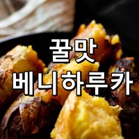 맛있는고구마 베니하루카 맛있는 호박 꿀 밤 고구마