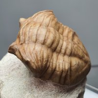 (KY05) 러시아 아사퍼스 푼크타투스 삼엽충 화석 / 진품 화석 삼엽충 표본 공룡 Trilobite