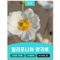 캘리포니아 크림 화이트 양귀비 씨앗 100립