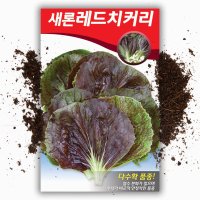 새론 레드치커리씨앗 2000립 치커리씨 종자