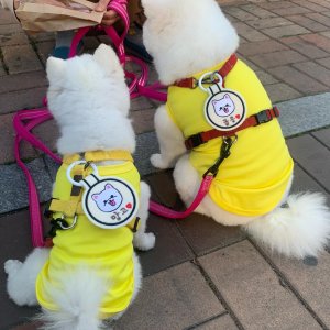 강아지인식표목걸이 최저가 가성비상품