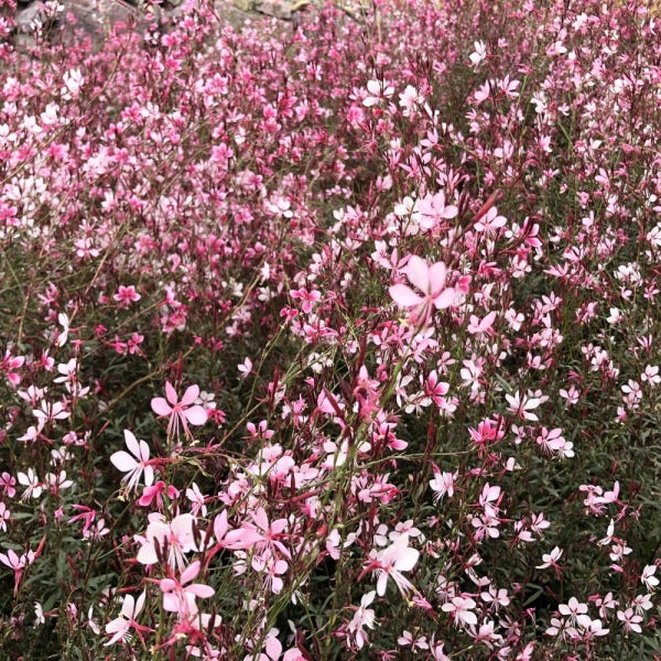 바늘꽃 나비바늘꽃 가우라 노지월동야생화 봄꽃 꽃화분