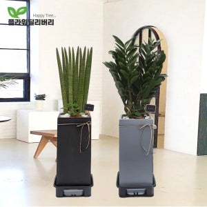 개업 축하 화분 금전수 스투키 돈나무 카페 병원 사무실 이전 선물 승진