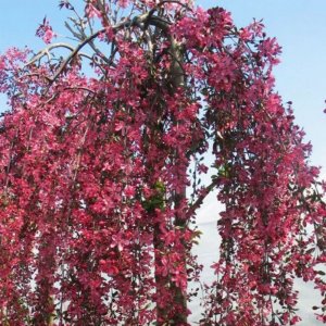 꽃사과나무 묘목 수양애기사과 - 접목1년 뿌리묘 1개