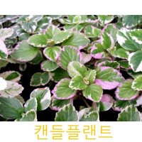 허브(Herb)/채소식물 캔들플랜트 갈색플라스틱모종 4개 (L0282)